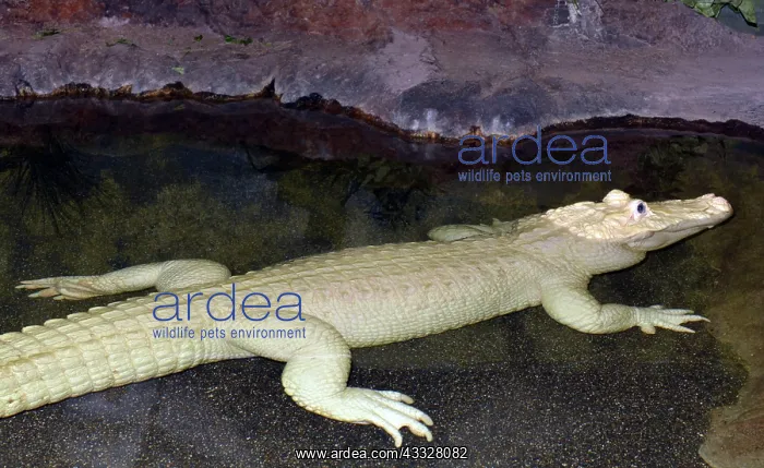 : 80190096 Alligator - endemic to the south eastern : 80190096 Alligator - endemic to the south eastern
