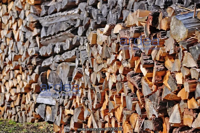 : 80190097 Wood Pile - pile of cut fire wood logs : 80190097 Wood Pile - pile of cut fire wood logs