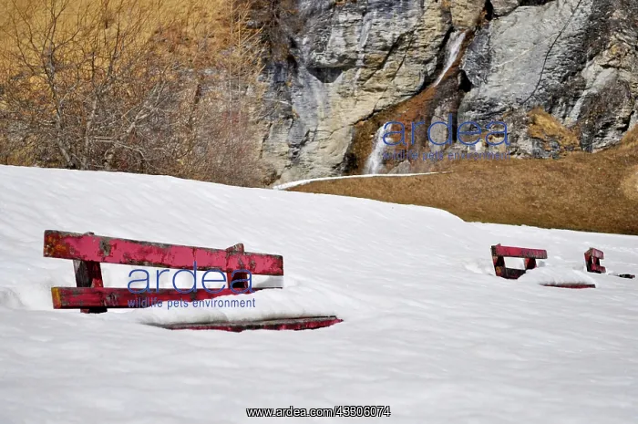 : 80190099 Park Bench - covered in snow Austria Robin : 80190099 Park Bench - covered in snow Austria Robin