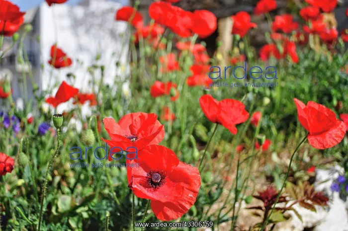 : 80190100 Common Red Poppy - Poppies in Spring Crete : 80190100 Common Red Poppy - Poppies in Spring Crete