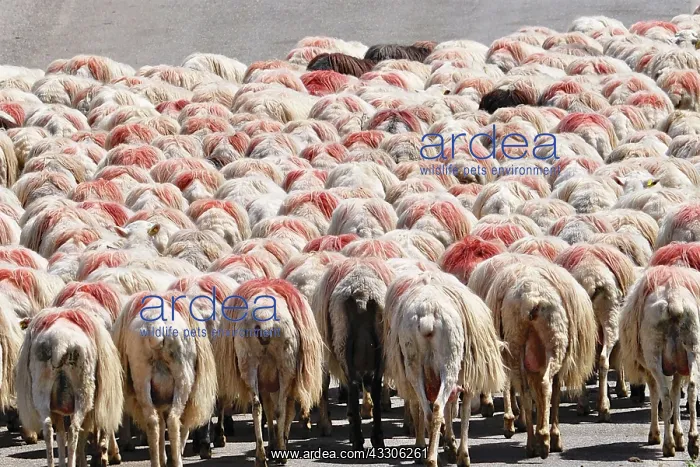 : 80190101 Sheep - flock walking down road, rear view : 80190101 Sheep - flock walking down road, rear view