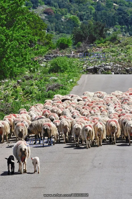 : 80190102 Sheep - flock walking down road, rear view : 80190102 Sheep - flock walking down road, rear view