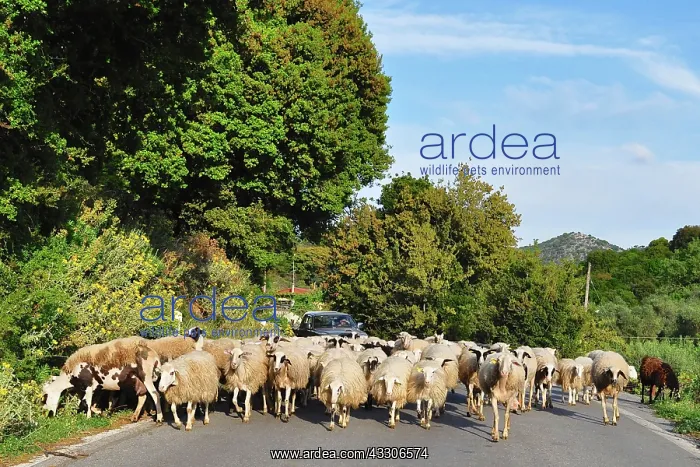: 80190104 Sheep - herd walking down road blocking : 80190104 Sheep - herd walking down road blocking