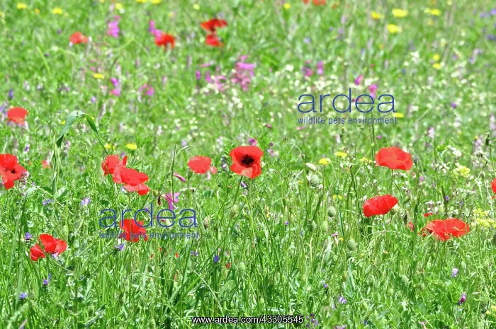 : 80190106 Mixed Wild Flowers - including Common Red : 80190106 Mixed Wild Flowers - including Common Red