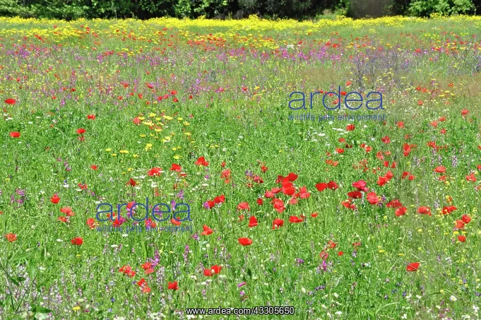 : 80190107 Mixed Wild Flowers - including Common Red : 80190107 Mixed Wild Flowers - including Common Red