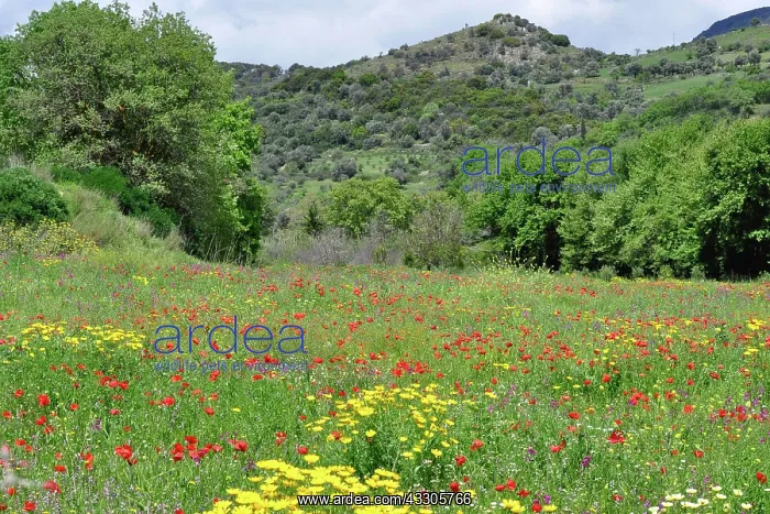 : 80190108 Mixed Wild Flowers - including Common Red : 80190108 Mixed Wild Flowers - including Common Red