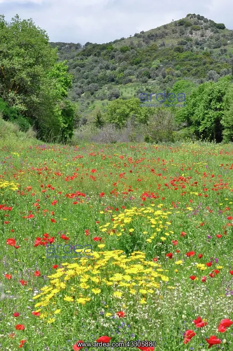: 80190109 Mixed Wild Flowers - including Common Red : 80190109 Mixed Wild Flowers - including Common Red