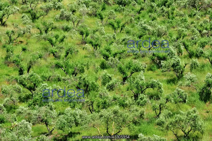 : 80190110 Olive Trees - in grove Crete, Greece Robin : 80190110 Olive Trees - in grove Crete, Greece Robin