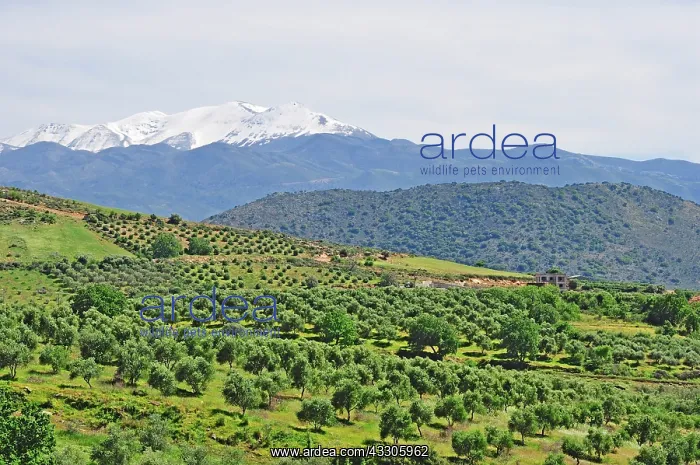 : 80190111 Olive Trees - in grove - with snow-capped : 80190111 Olive Trees - in grove - with snow-capped