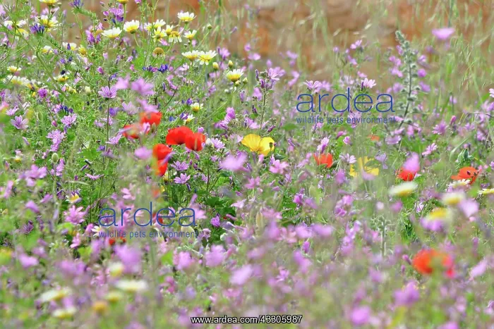 : 80190114 Mixed Wild Flowers - including Common Red : 80190114 Mixed Wild Flowers - including Common Red