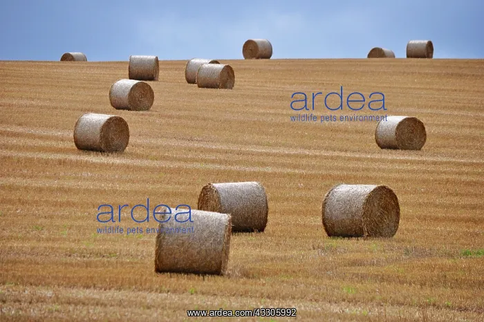 : 80190115 Straw / Hay Bales - in farm field Brecon : 80190115 Straw / Hay Bales - in farm field Brecon