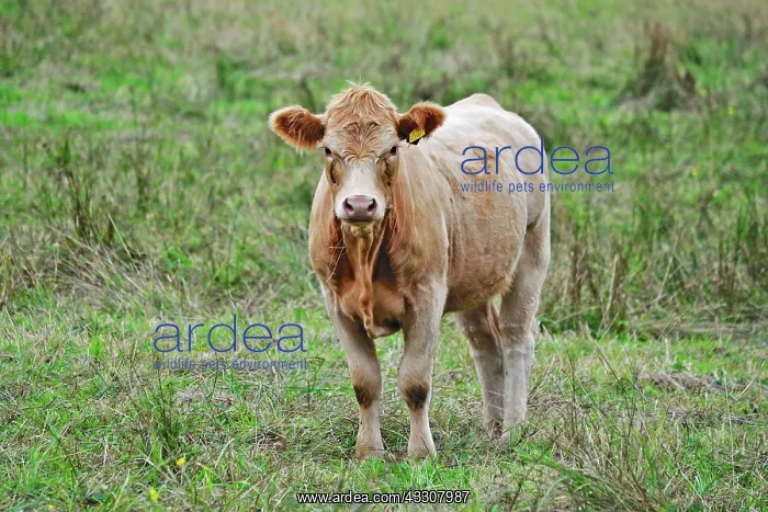  : 80190116 Cattle - cow in field Brecon Beacons, Wales