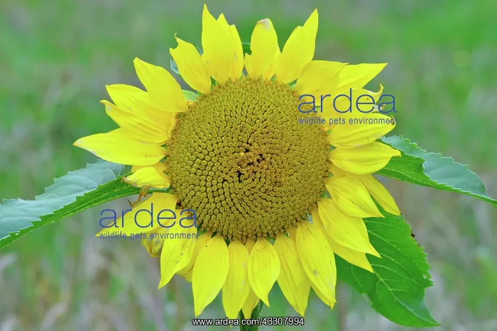  : 80190117 Common Sunflower Brecon Beacons, Wales