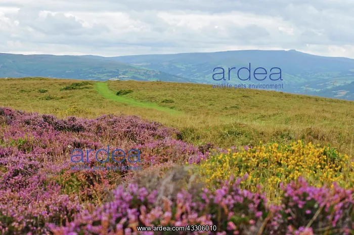  : 80190118 Heather - on hills Brecon Beacons, Wales