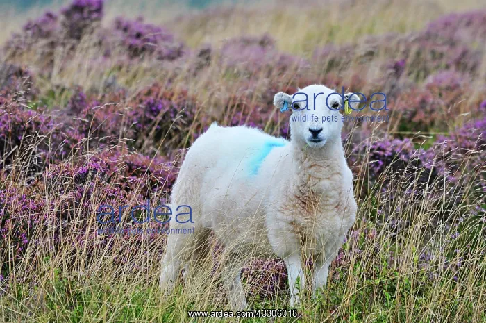  : 80190119 Sheep - amongst heather Brecon Beacons