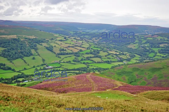  : 80190121 Heather - on hills Brecon Beacons, Wales