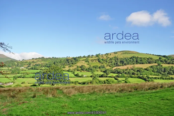 : 80190122 Fields - on hills with thick hedges Brecon : 80190122 Fields - on hills with thick hedges Brecon