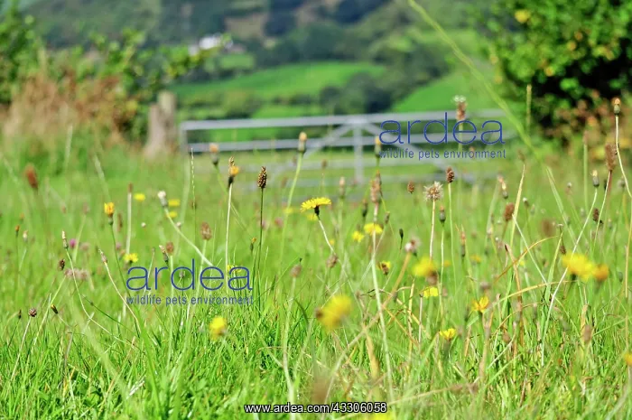 : 80190124 Mixed Wild Flowers - in farm field with : 80190124 Mixed Wild Flowers - in farm field with