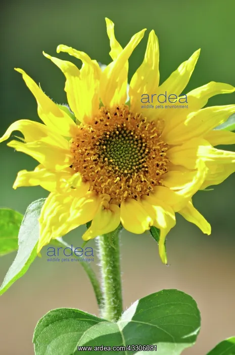  : 80190126 Common Sunflower Brecon Beacons, Wales