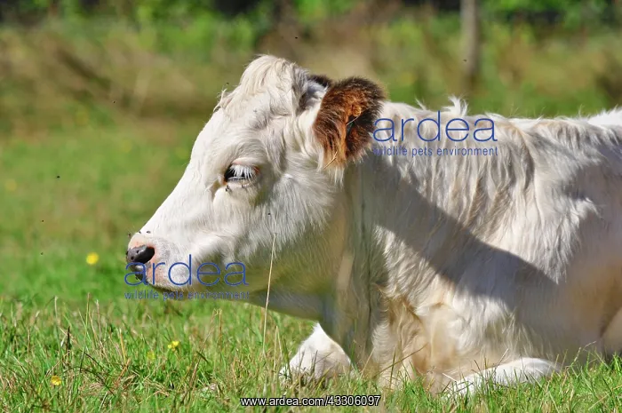  : 80190128 Cattle - cow in field Brecon Beacons, Wales
