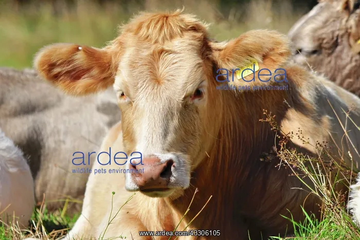  : 80190129 Cattle - cow in field Brecon Beacons, Wales