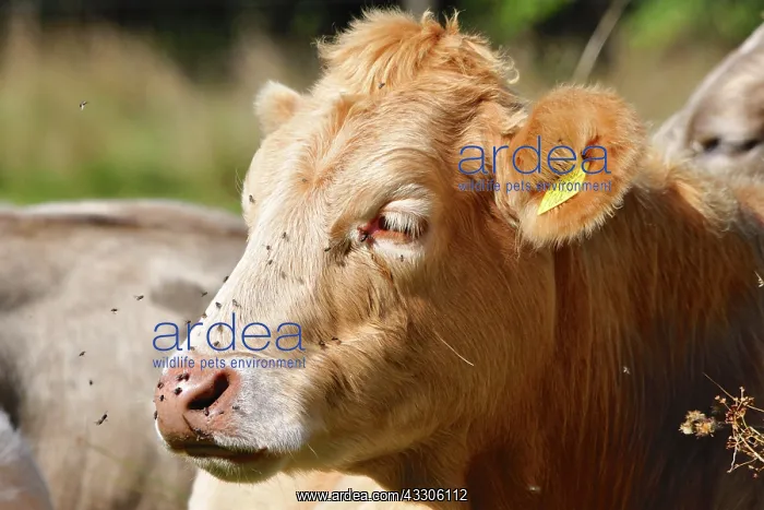  : 80190130 Cattle - cow in field Brecon Beacons, Wales