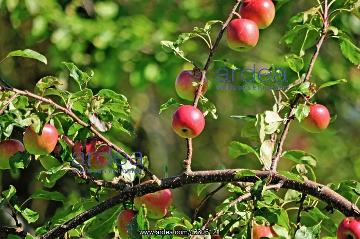  : 80190131 Red Apples - growing on tree Brecon Beacons