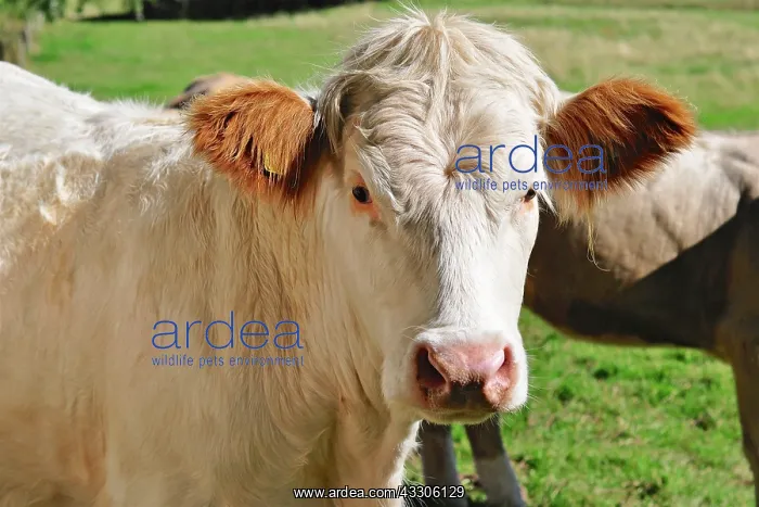  : 80190132 Cattle - cow in field Brecon Beacons, Wales