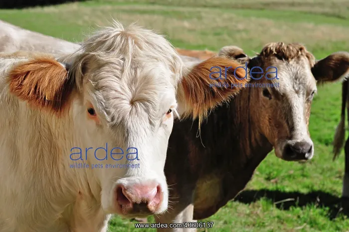  : 80190133 Cattle - cow in field Brecon Beacons