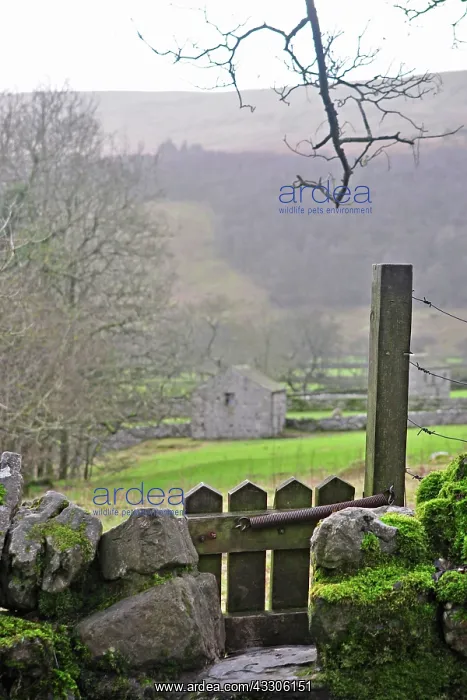 : 80190135 Gate - in traditional stone wall opening : 80190135 Gate - in traditional stone wall opening