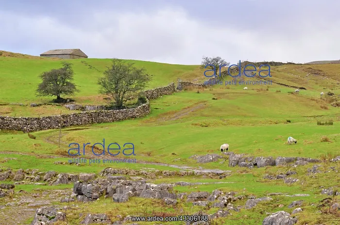 : 80190138 Traditional Stone Walls - in field with : 80190138 Traditional Stone Walls - in field with