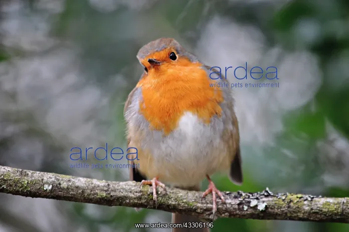 : 80190139 Robin - winter Sussex, UK Erithacus rubecula