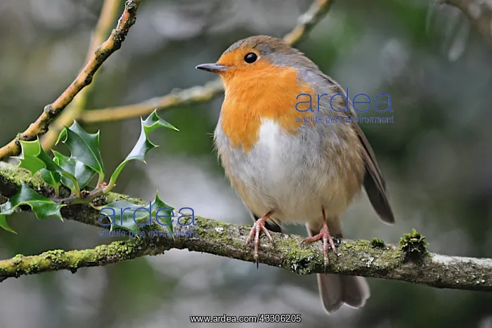 : 80190140 Robin - winter Sussex, UK Erithacus rubecula : 80190140 Robin - winter Sussex, UK Erithacus rubecula
