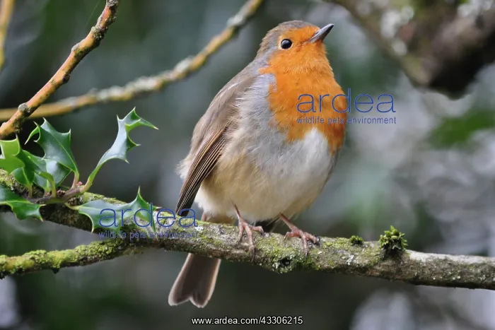  : 80190141 Robin - winter Sussex, UK Erithacus rubecula