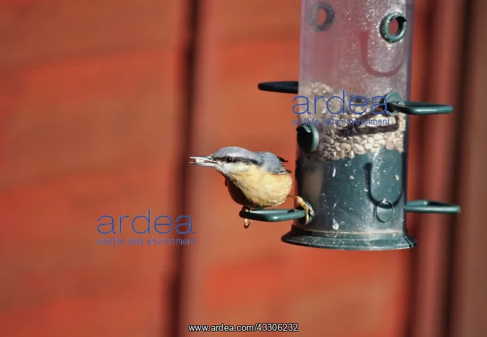  : 80190143 Nuthatch - feeding from garden bird feeder