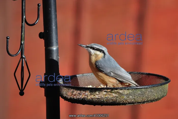 : 80190145 Nuthatch - feeding from garden bird feeder : 80190145 Nuthatch - feeding from garden bird feeder
