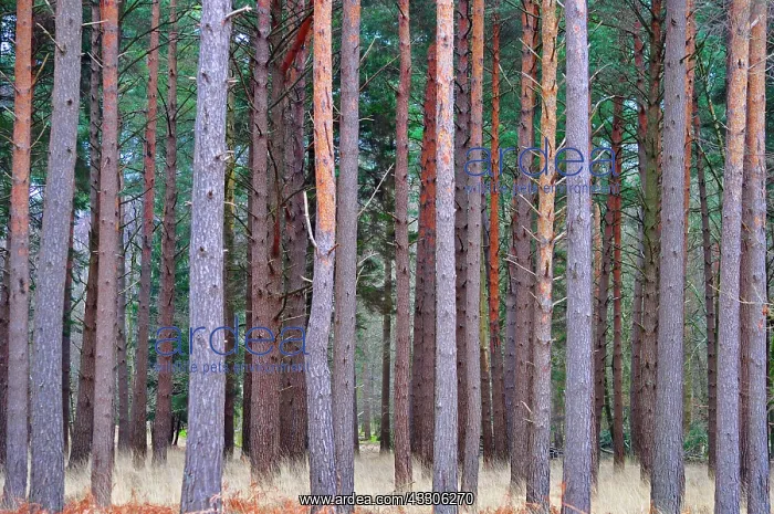 : 80190146 Scots Pine Trees - rows of tree trunks : 80190146 Scots Pine Trees - rows of tree trunks