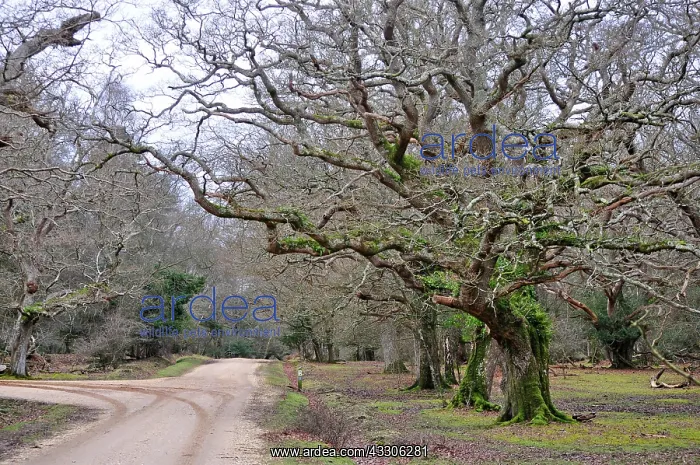 : 80190147 Oak Trees - along woodland track New Forest : 80190147 Oak Trees - along woodland track New Forest