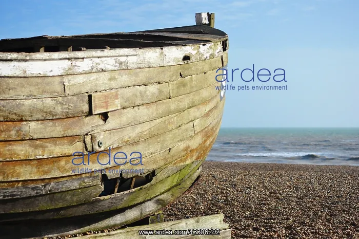 : 80190148 Boat - old wooden boat on shingle shore : 80190148 Boat - old wooden boat on shingle shore