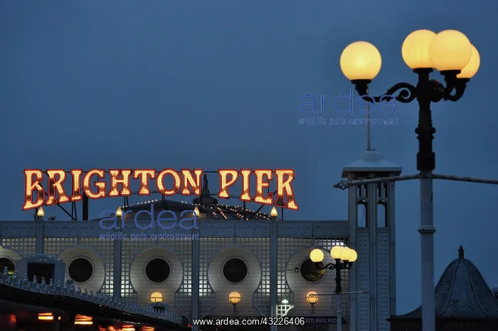 : 80190149 Brighton Pier - illuminated sign at dusk : 80190149 Brighton Pier - illuminated sign at dusk