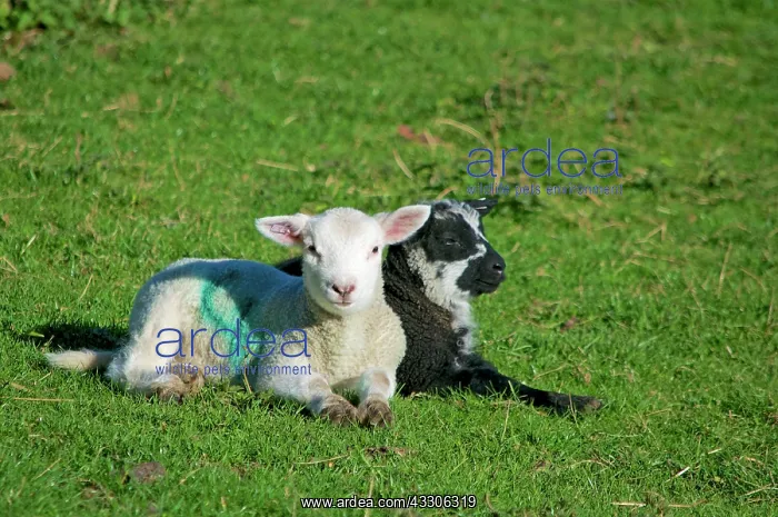 : 80190154 Lambs - white and black sheep lying down : 80190154 Lambs - white and black sheep lying down
