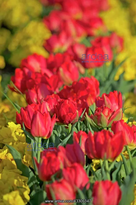 : 80190156 Red Tulips London, UK Robin Boswell All : 80190156 Red Tulips London, UK Robin Boswell All