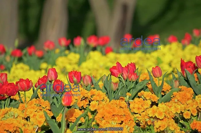 : 80190157 Red Tulips London, UK Robin Boswell All : 80190157 Red Tulips London, UK Robin Boswell All