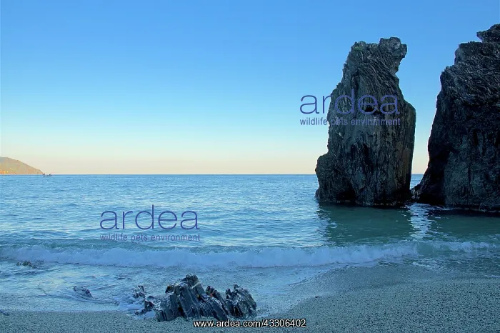 : 80190161 Seascape - beach and rocks in sea Monterosso : 80190161 Seascape - beach and rocks in sea Monterosso
