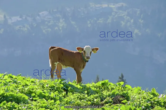 : 80190167 Calf - Mountain Cattle The Alps, Switzerland : 80190167 Calf - Mountain Cattle The Alps, Switzerland