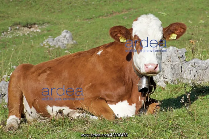 : 80190168 Cow - with cow bell - Mountain Cattle The : 80190168 Cow - with cow bell - Mountain Cattle The