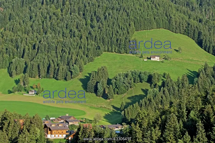 : 80190169 Traditional Houses - and wooded / forest : 80190169 Traditional Houses - and wooded / forest