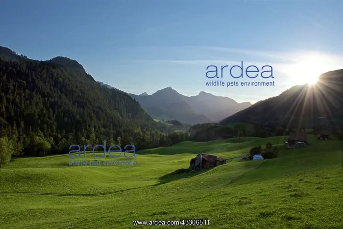 : 80190170 Sunset - over grass slopes and mountains : 80190170 Sunset - over grass slopes and mountains
