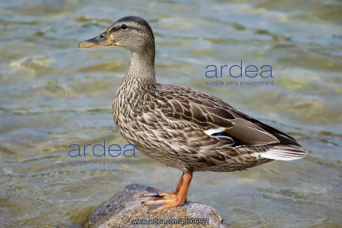 : 80190171 Mallard - female standing on rock France : 80190171 Mallard - female standing on rock France