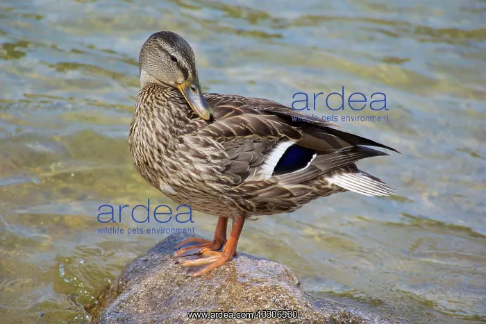 : 80190172 Mallard - female standing on rock preening : 80190172 Mallard - female standing on rock preening